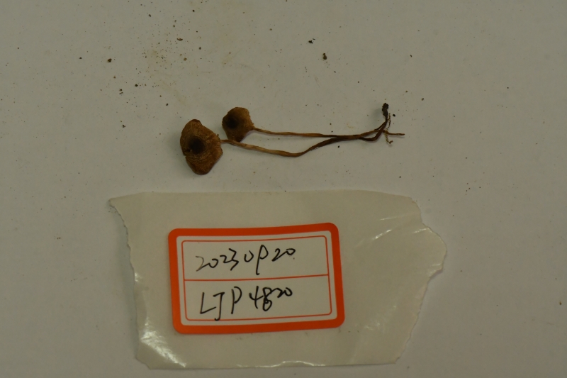 黑顶环柄菇近似种