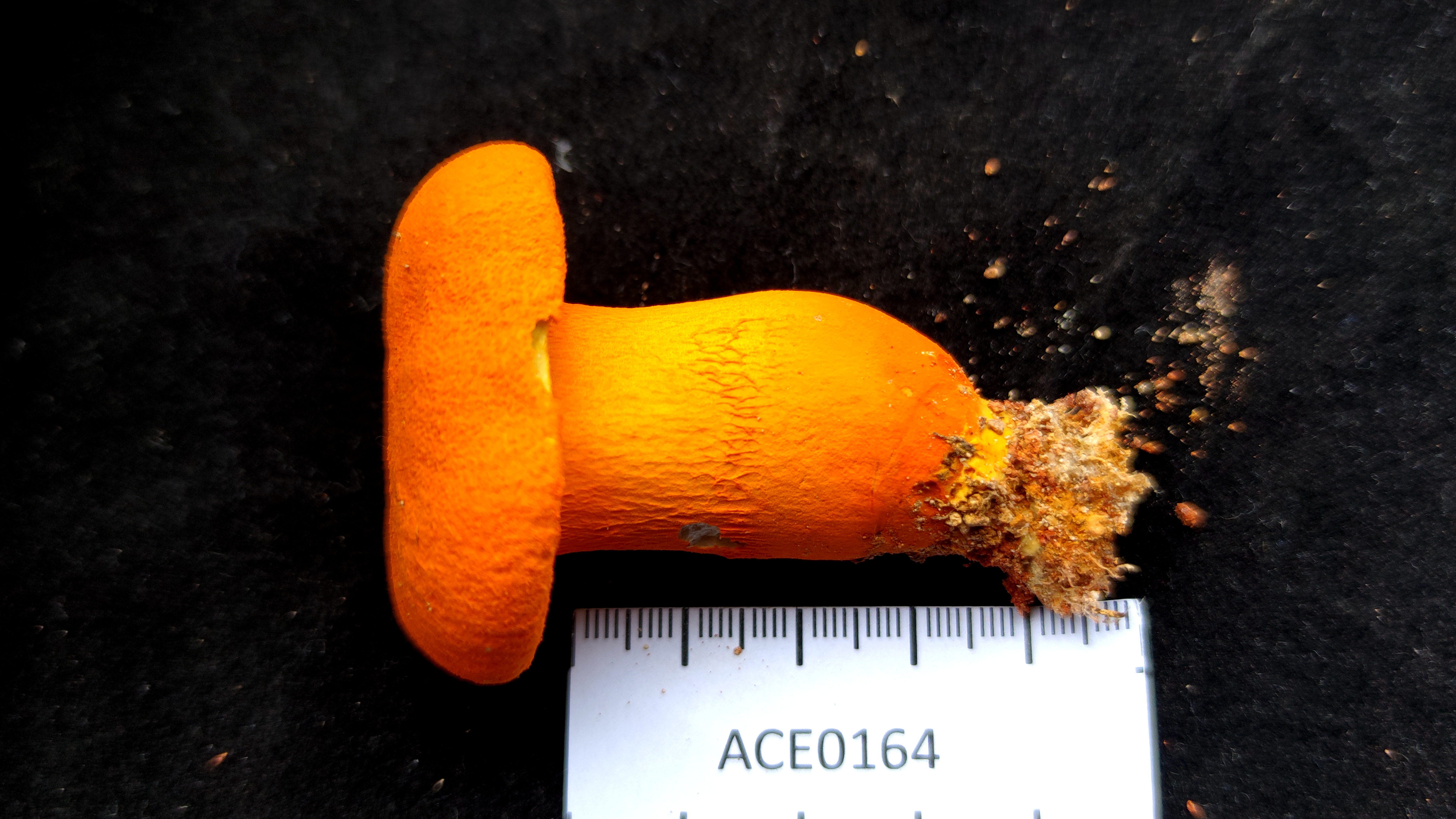 小橙黄金牛肝菌