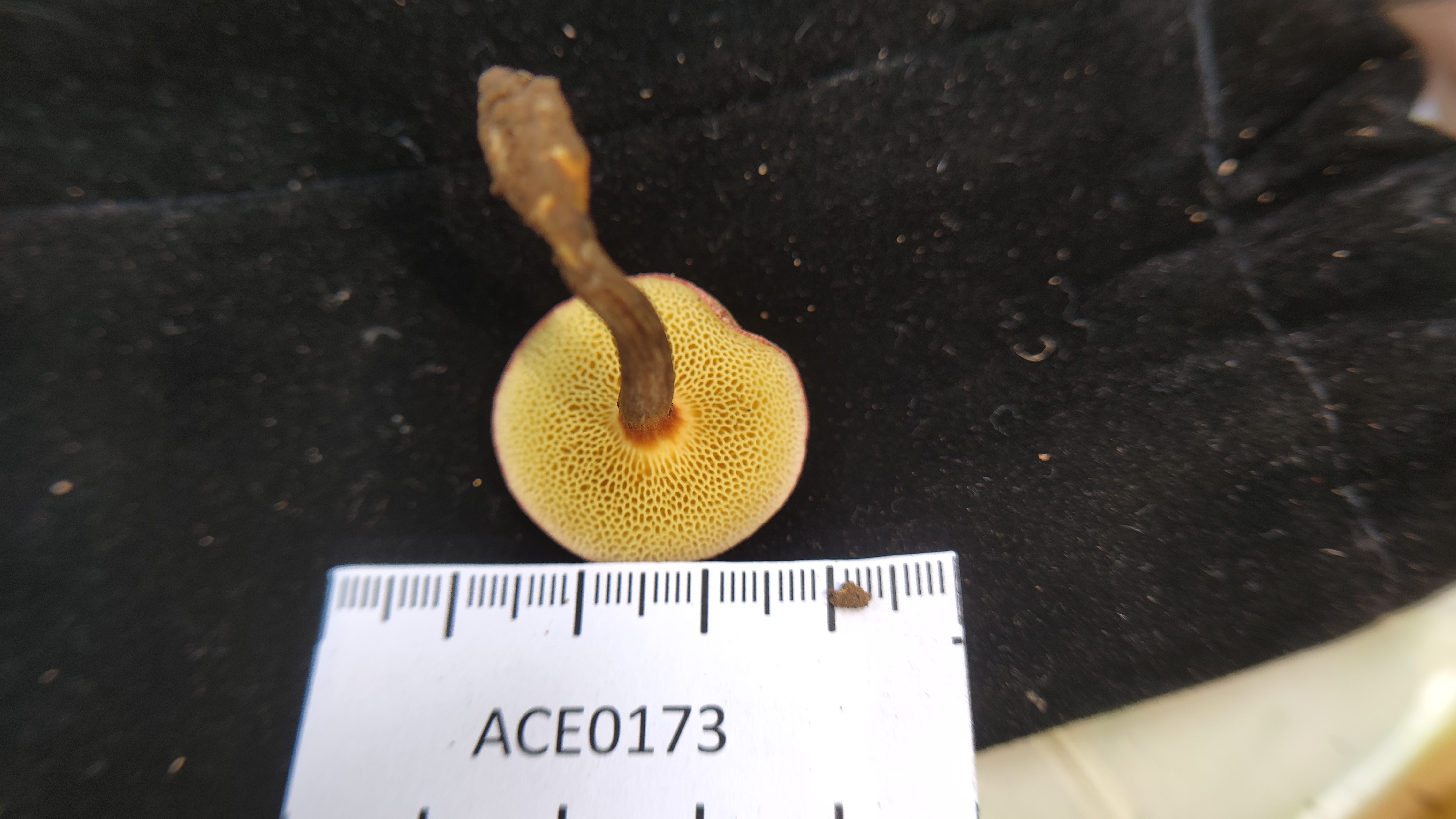 林谷庭院牛肝菌