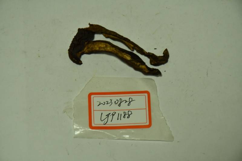 淡酒红粉孢牛肝菌