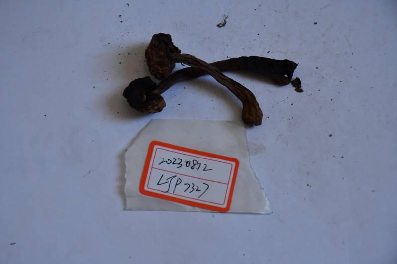 木生条孢牛肝菌近似种