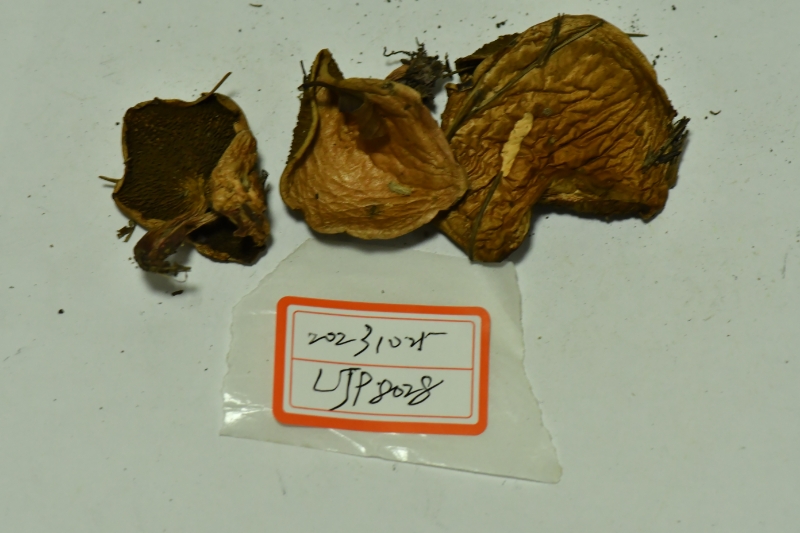 空柄乳牛肝菌近似种