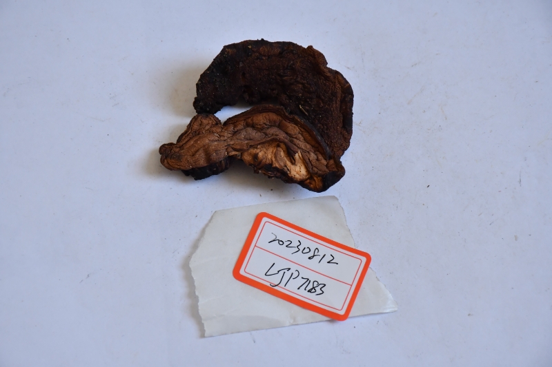 变褐红粉孢牛肝菌（暂定）