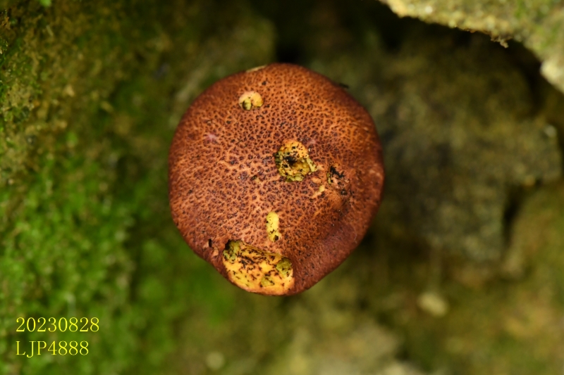 金肉条孢牛肝菌