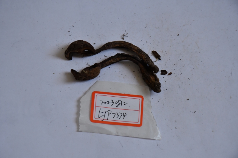 窄囊裘氏牛肝菌