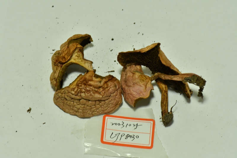 空柄乳牛肝菌近似种