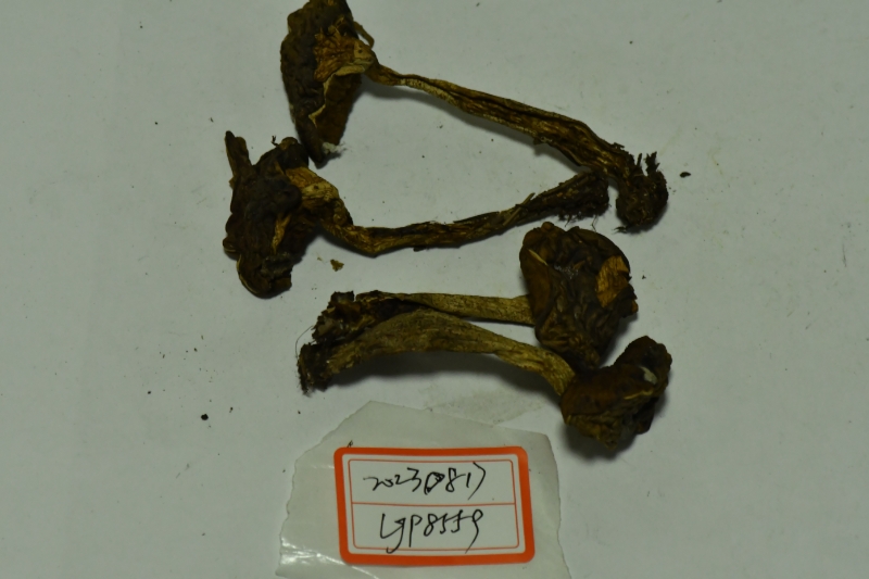 变蓝红皱盖牛肝菌