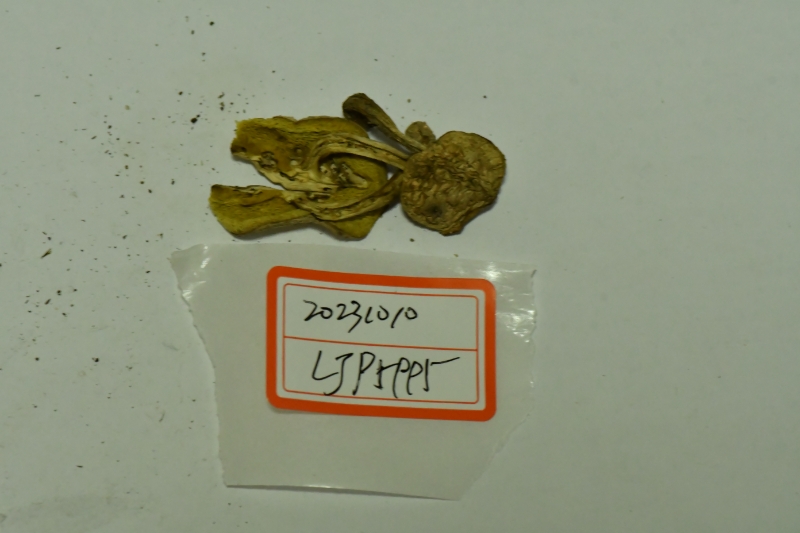 萝卜味金牛肝菌