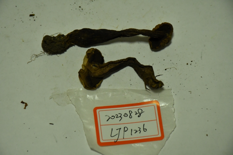 中华网柄牛肝菌