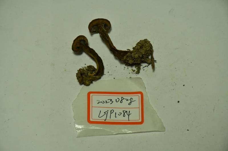 隐纹条孢牛肝菌