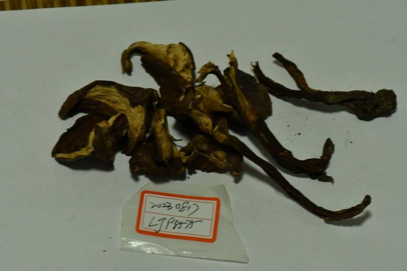 Tylopilus brunneirubens