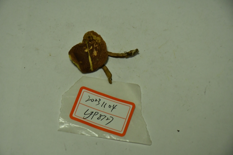 金牛肝菌属一种