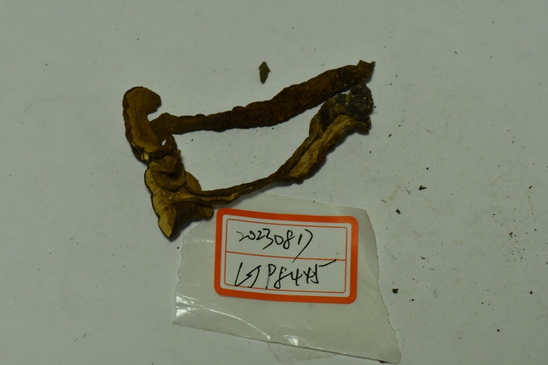 Tylopilus vinaceipallidus