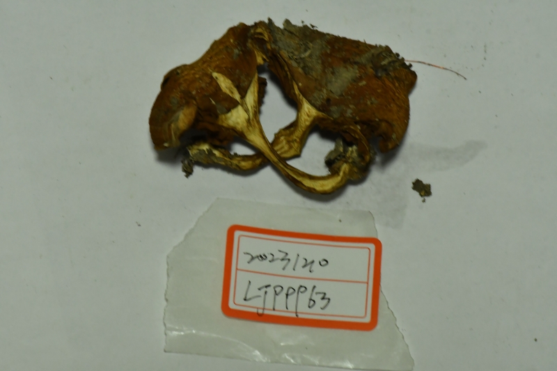 Calonarius cf. hildegardiae