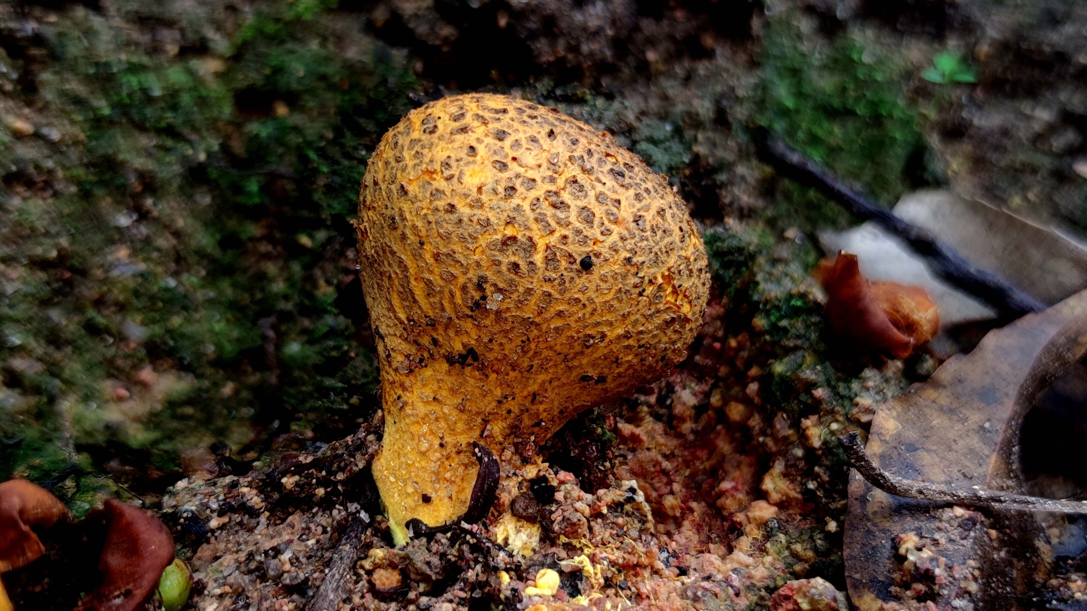 豌豆状硬皮马勃复合群