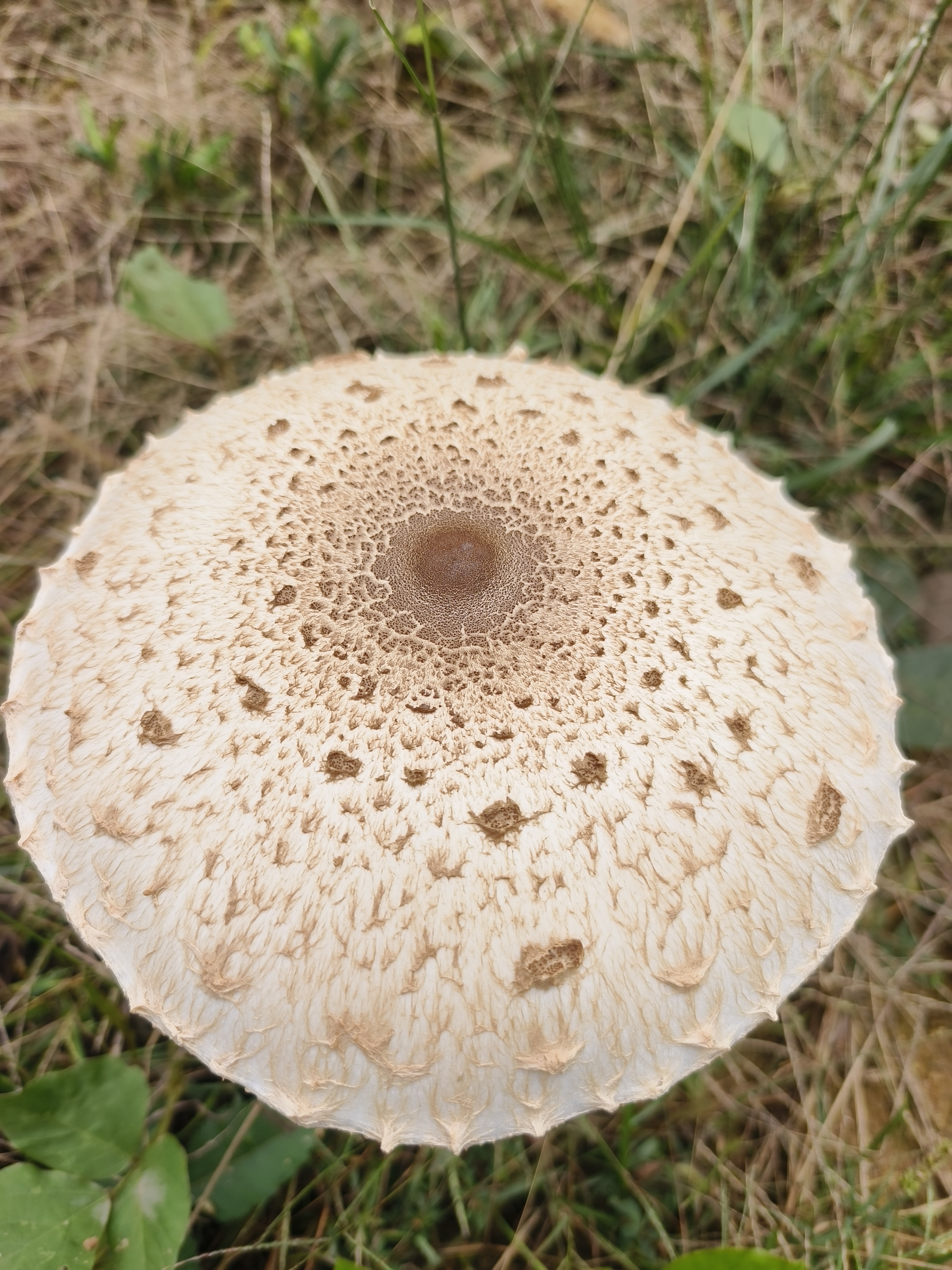 脱皮大环柄菇近似种