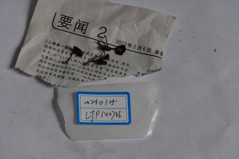 Gymnopus omphalinoides