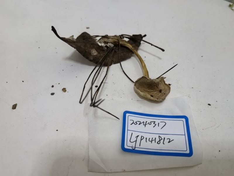 Rhodocollybia variabilicolor