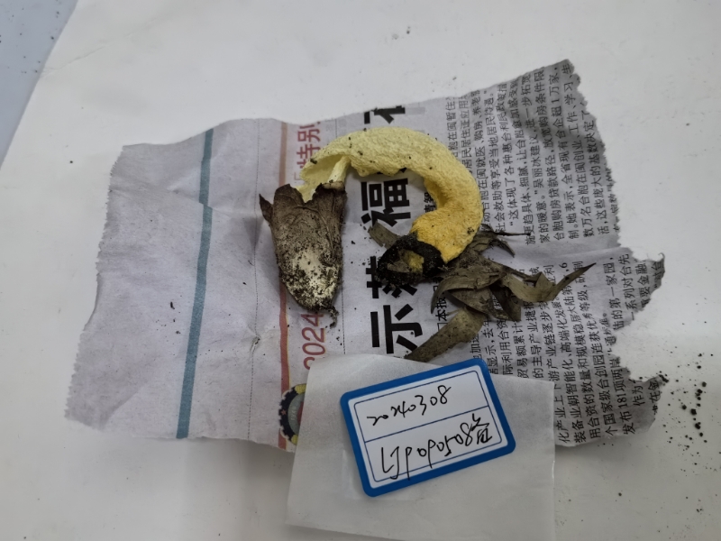 小笠原岛蛇头菌