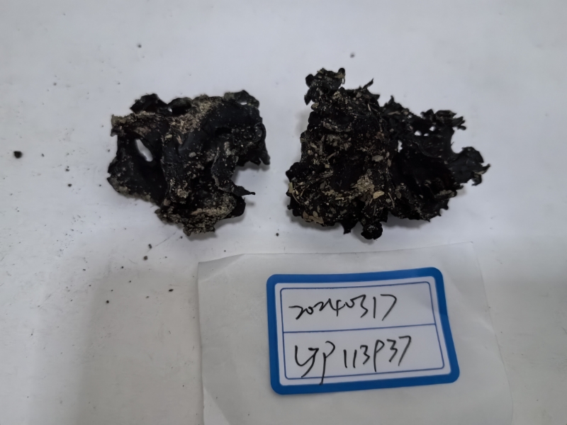 暗褐银耳属一种