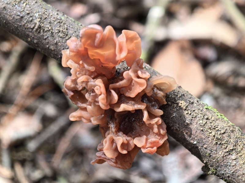 暗褐银耳属一种