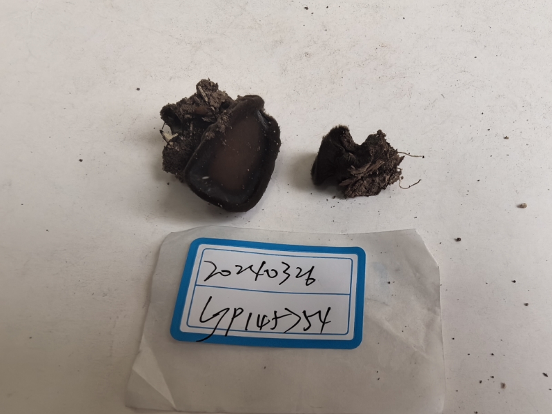 窄孢胶陀螺盘菌