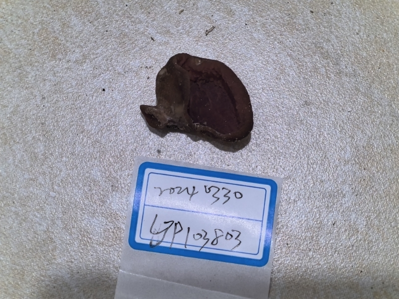 Auricularia sinodelicata