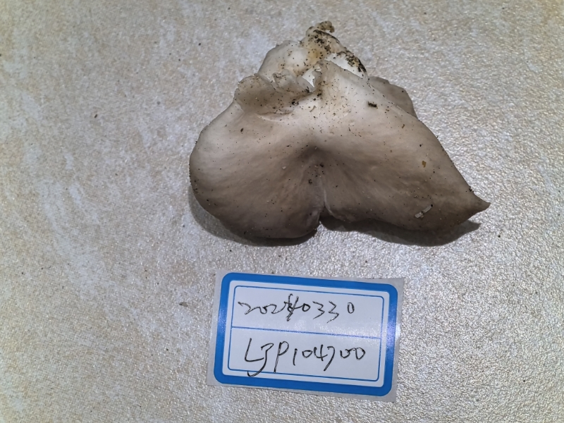 Pleurotus pulmonarius