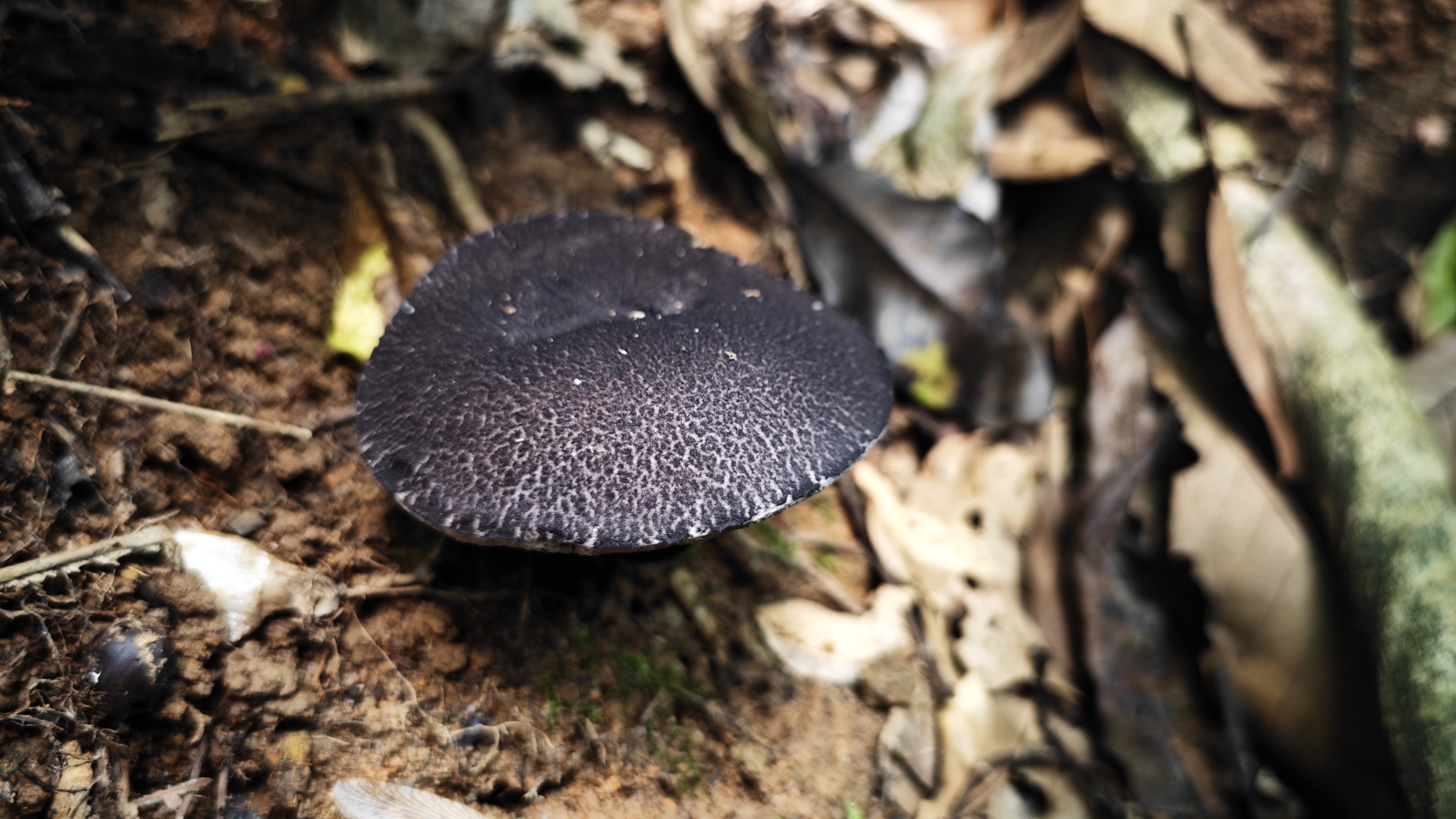 黑紫变黑牛肝菌