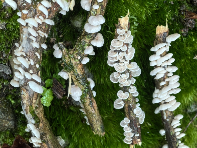 Marasmiellus venosus