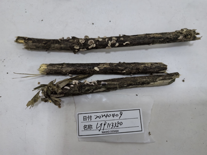 Marasmiellus venosus