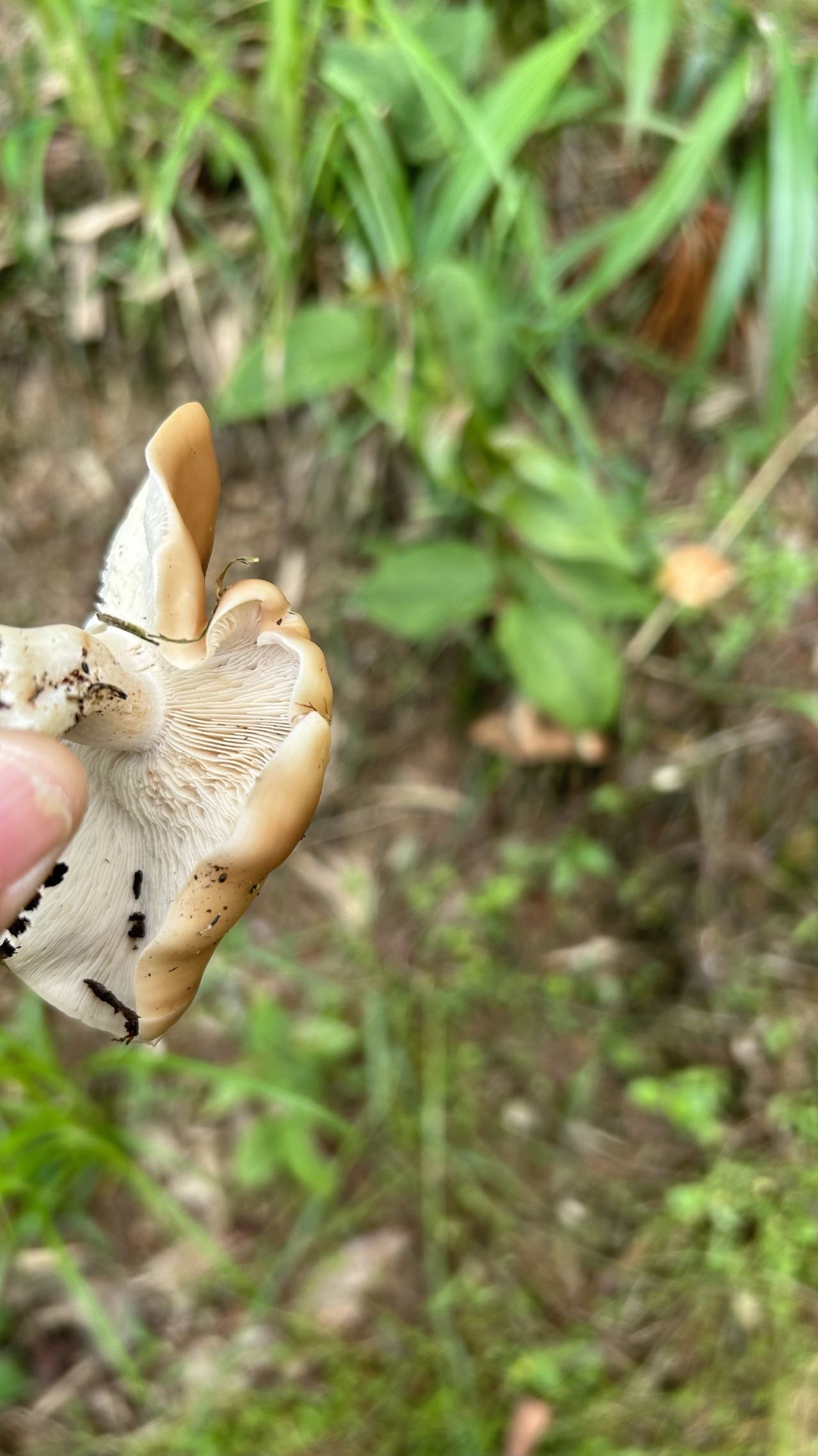 广义香蘑属一种