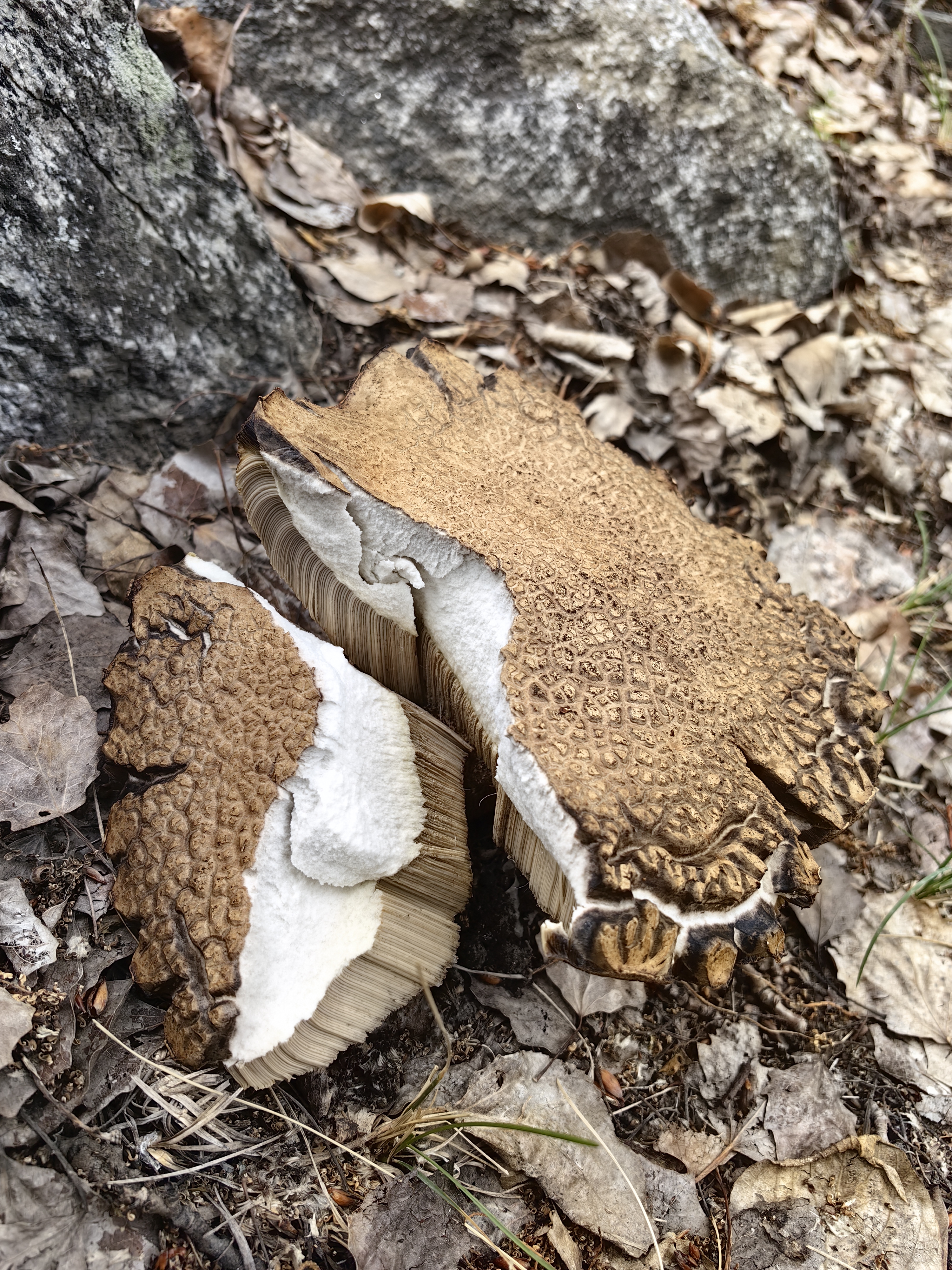 泪滴赭黄牛肝菌