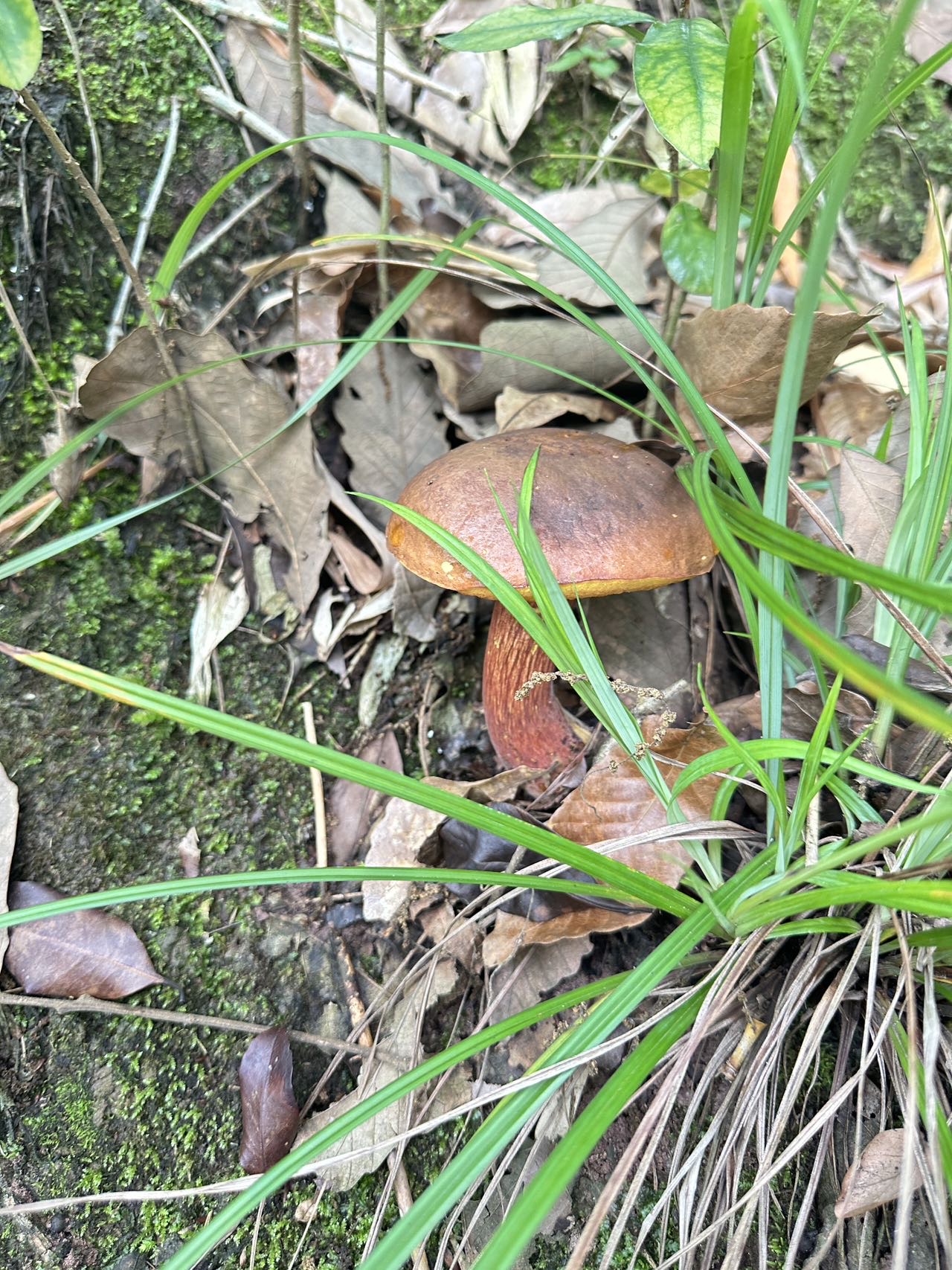 肉桂新牛肝菌（暂定）