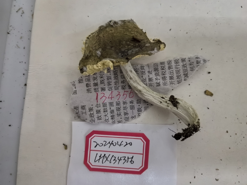 疑似红菇属异褶亚属新种