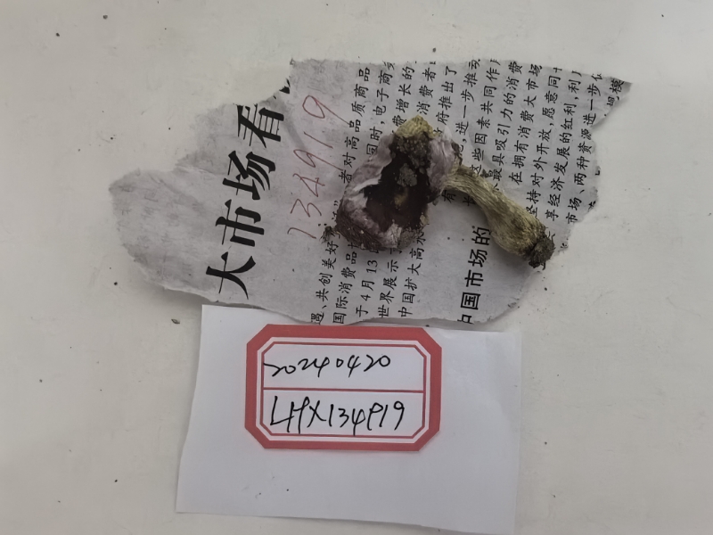 疑似红菇亚属新种