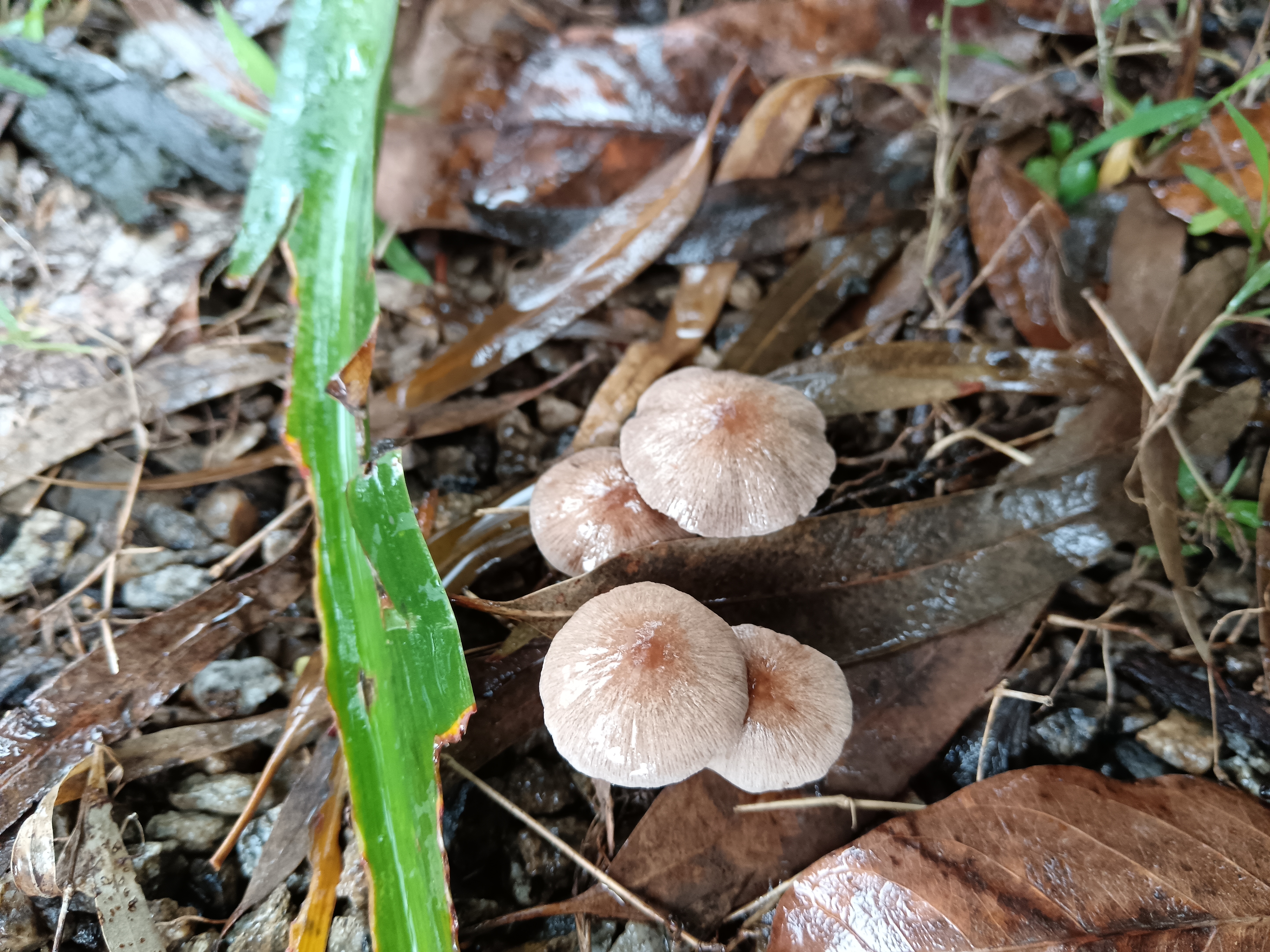 黄白脆柄菇复合群