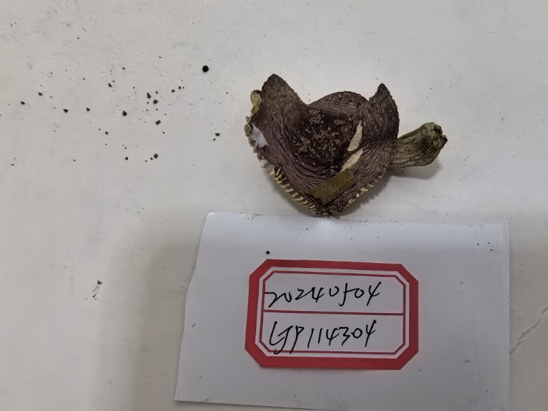 疑似红菇亚属新种