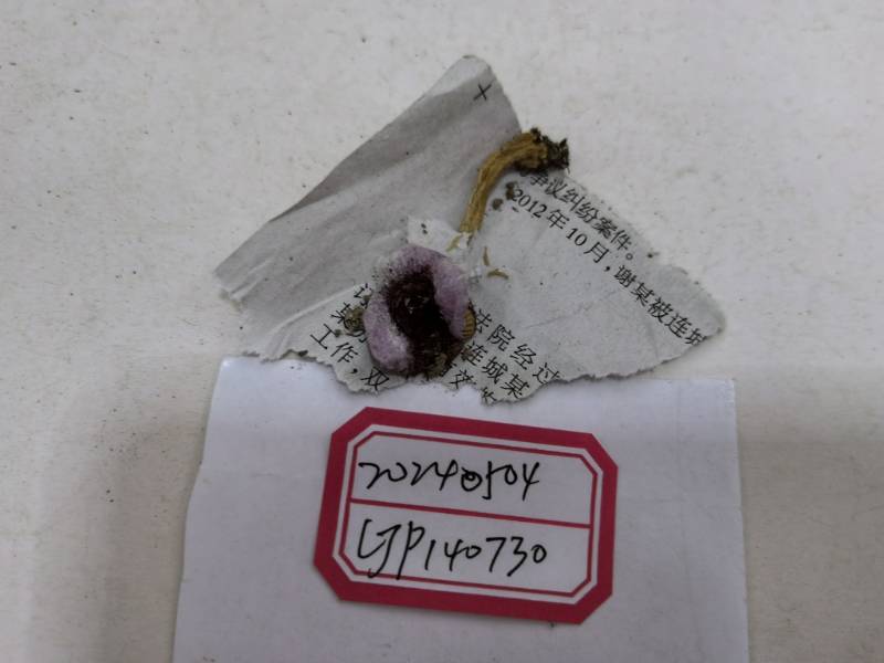 疑似红菇亚属新种