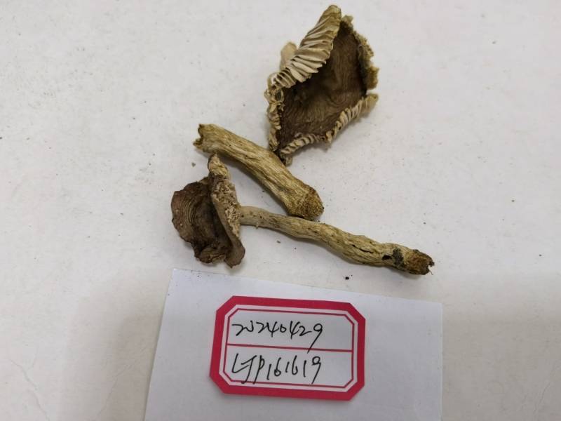 疑似红菇亚属新种