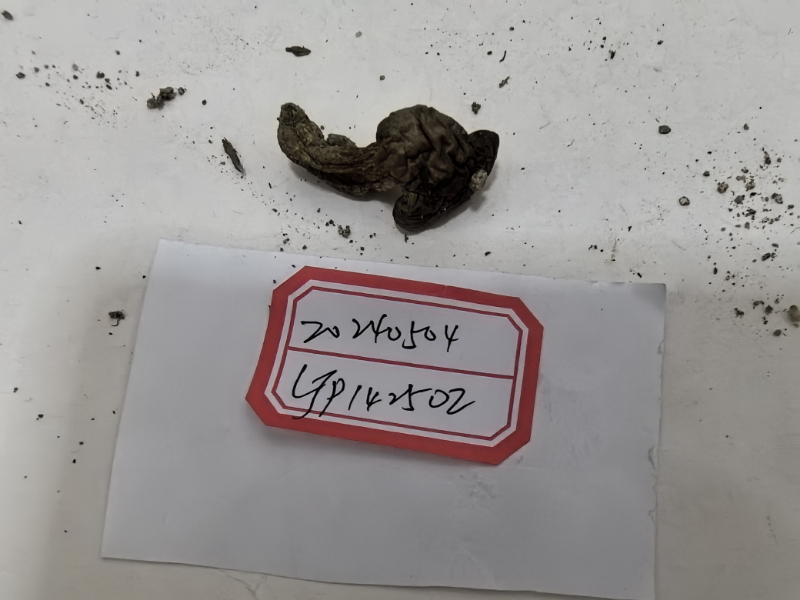 萝卜味金牛肝菌