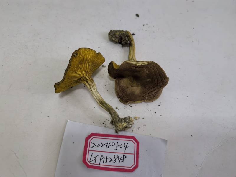 泌阳褶孔牛肝菌