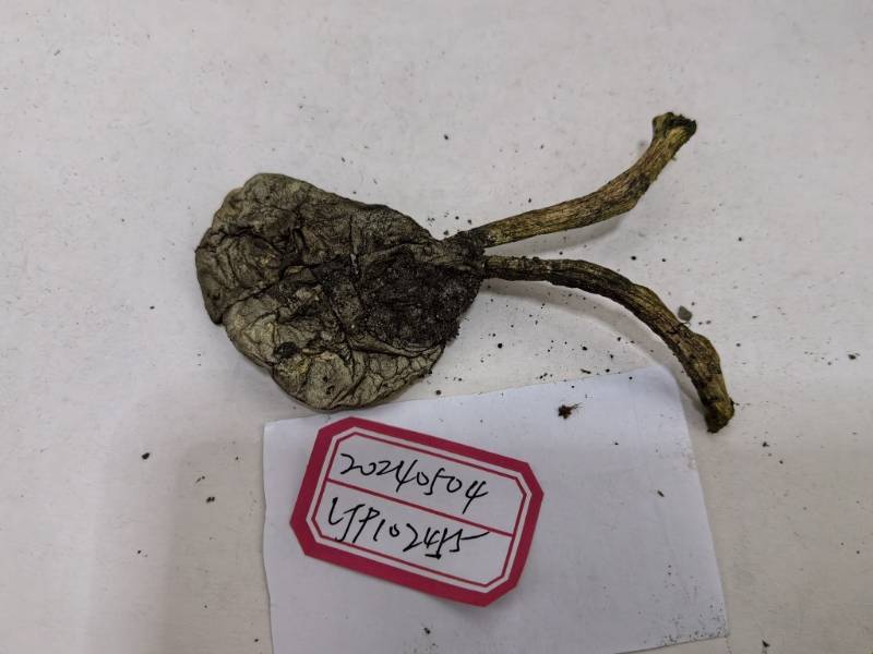 黑灰哈里牛肝菌（暂定）