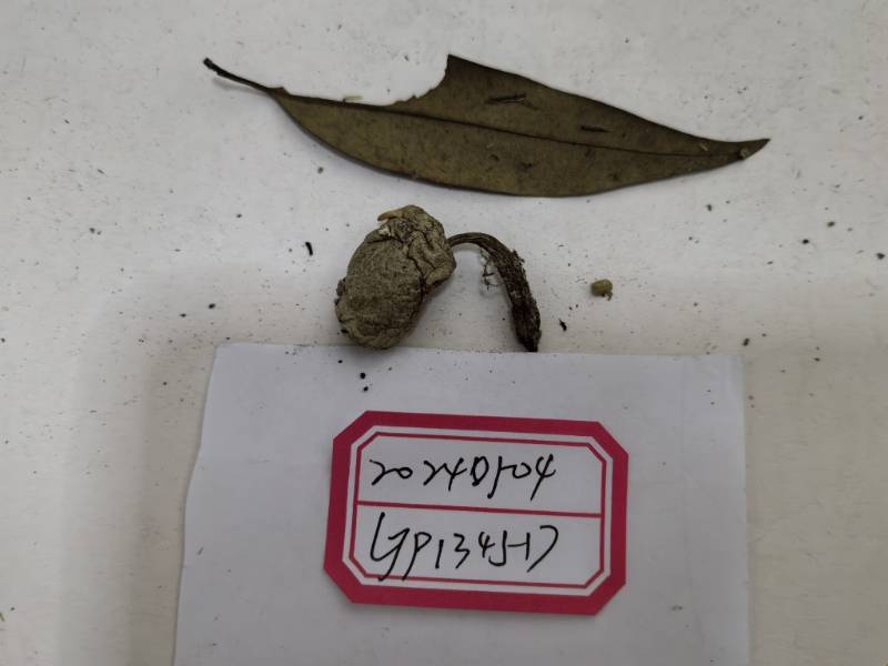 萝卜味金牛肝菌