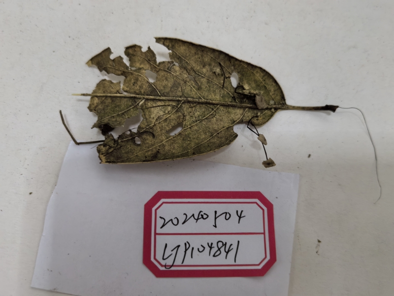 Pseudomarasmius quercophylloides