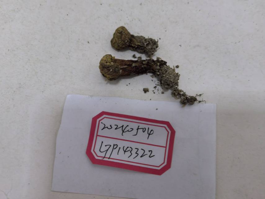 橙黄粉孢牛肝菌