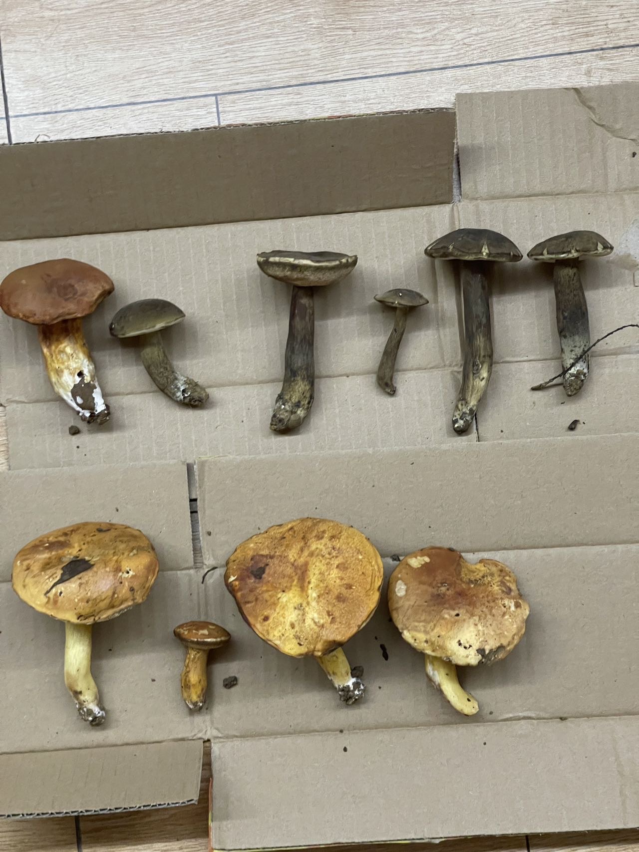 橙黄粉孢牛肝菌和大津粉孢牛肝菌