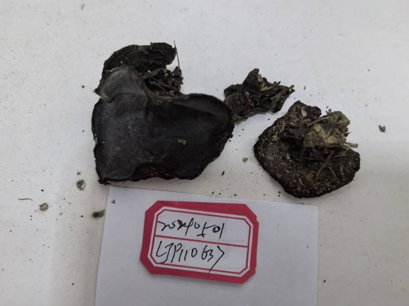 窄孢胶陀螺盘菌