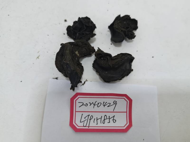 窄孢胶陀螺盘菌