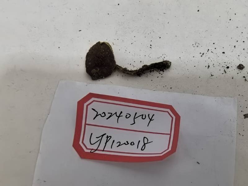 绒脚金牛肝菌（暂定）